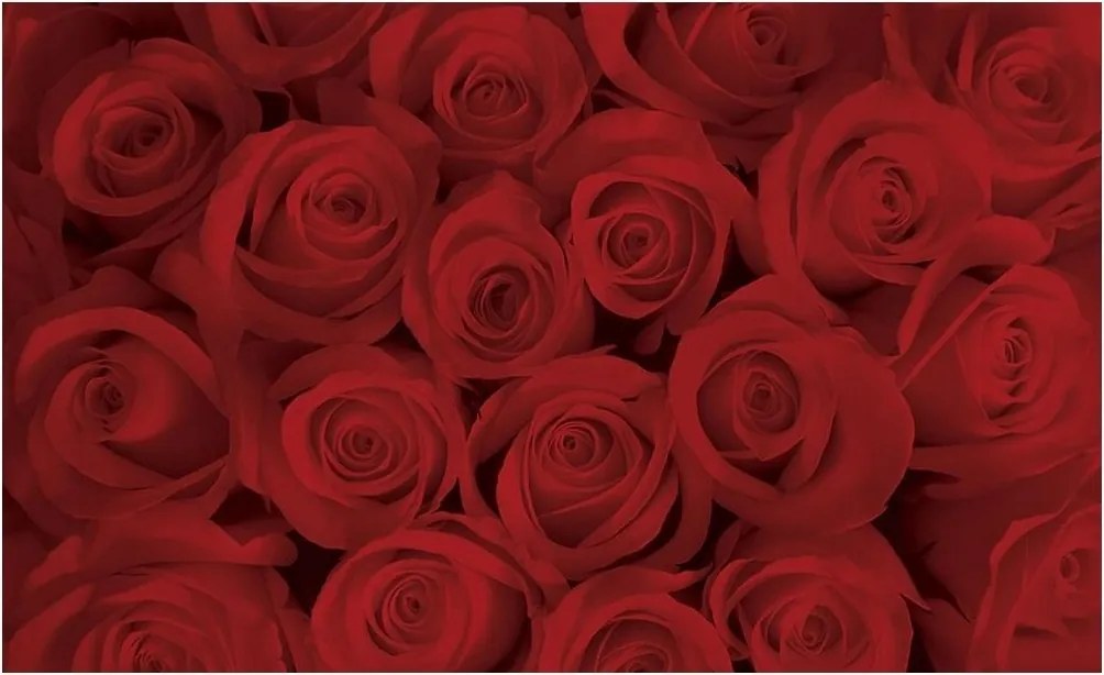 Fotótapéta rózsa virágok fotótapéta 368 x