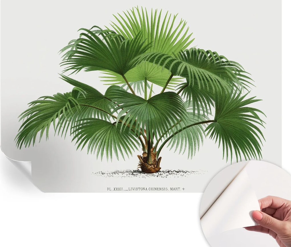 Dekoratív öntapadós fotótapéta Hálószobába Egzotikus pálmafa 152x104