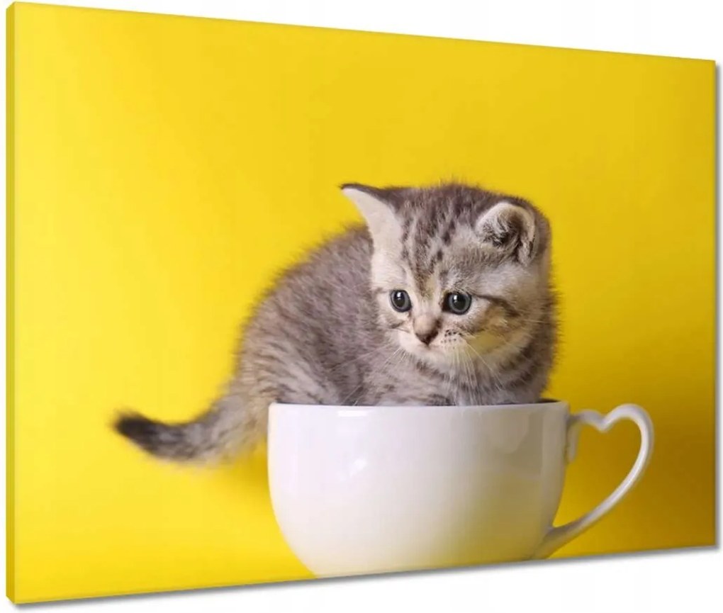 Vászonkép 80x60 Cica