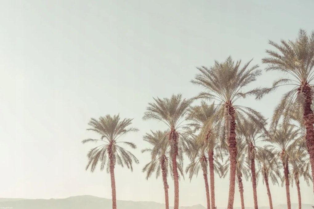 Poszter 45x30cm Pálmafák, Assaf Frank