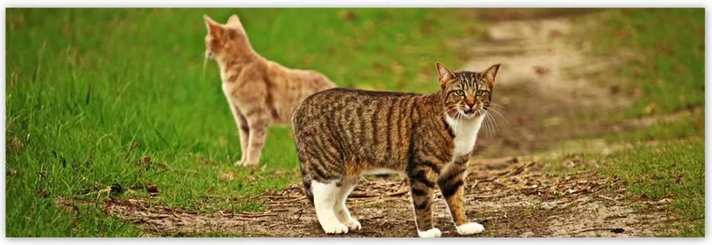 Poszterek 200x66 Cica Cicák