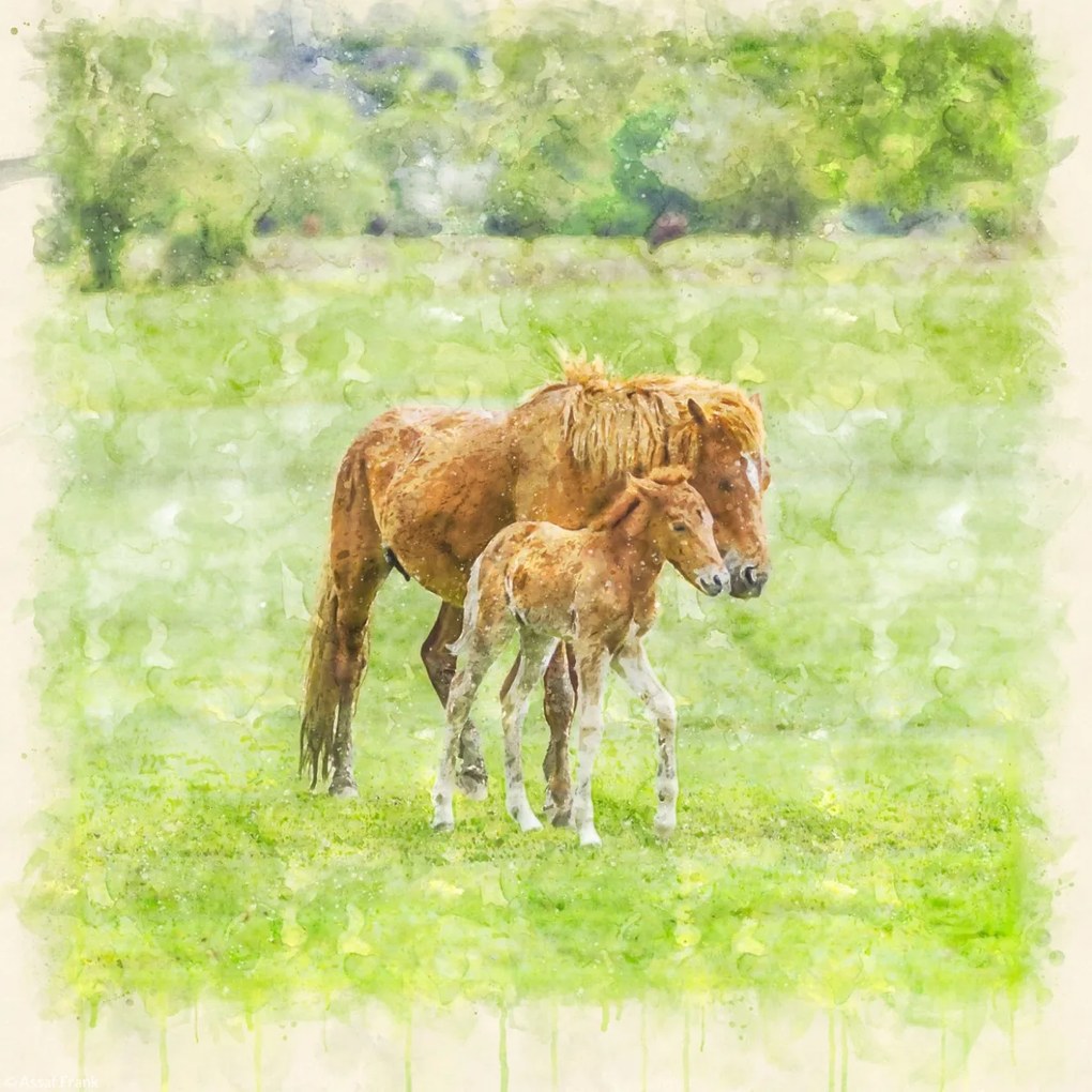 Poszter 20x20cm Ló és csikó 2, Assaf Frank