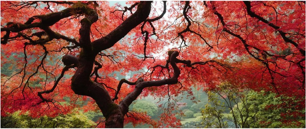 Red Japanese Maple, Portland, Oregon képe (120x50 cm)