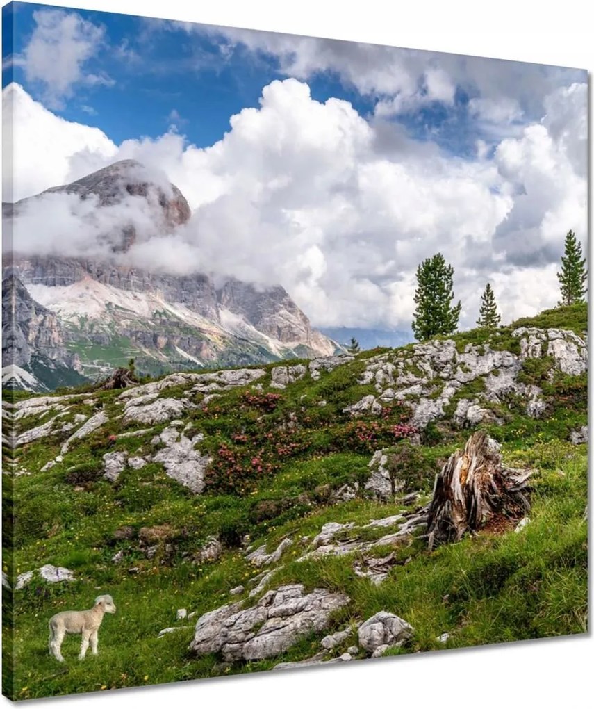 Vászonkép 50x50 Bárány a hegyekben Kilátás