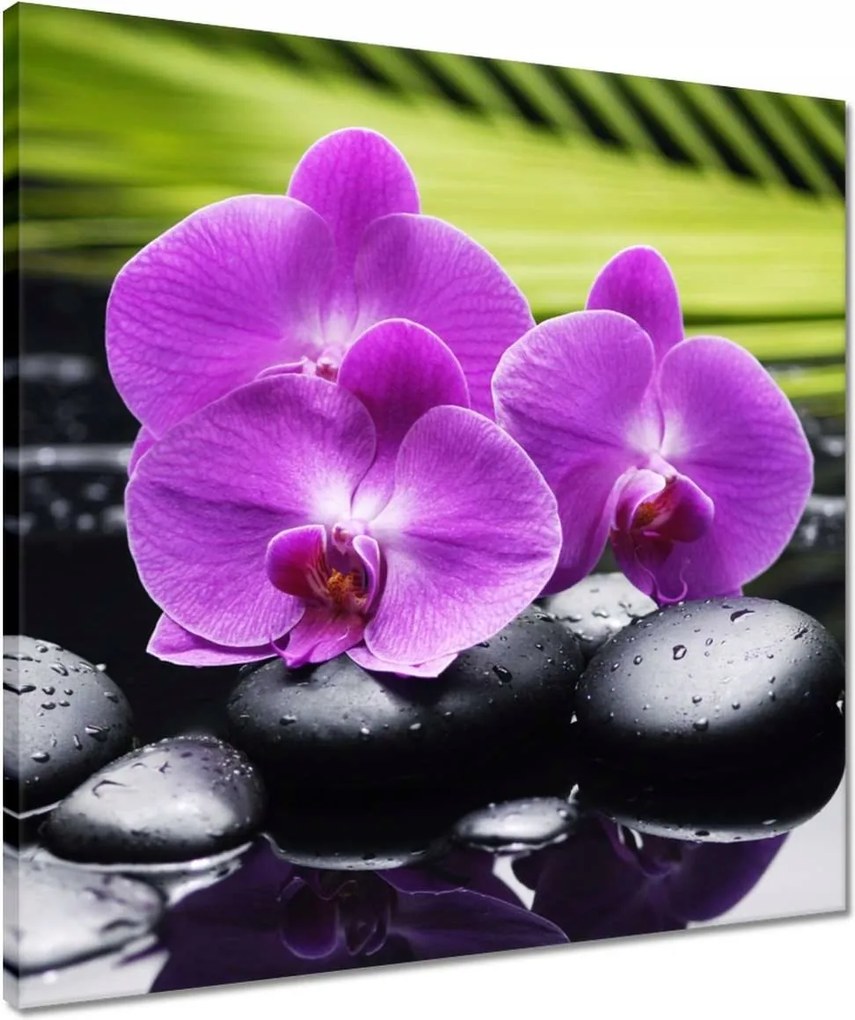 Vászonkép 50x50 Orchidea a köveken