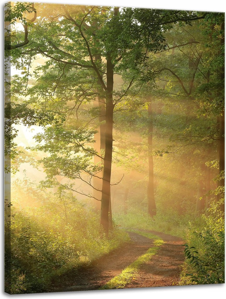 Vászonkép Napfény Erdő Ösvény Természet 30x40 cm