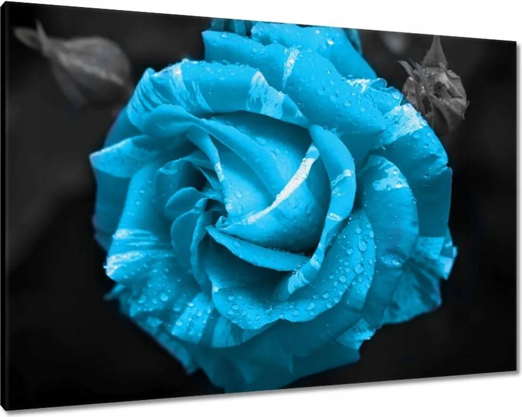 Vászonkép 100x70 Türkiz rózsa Virág