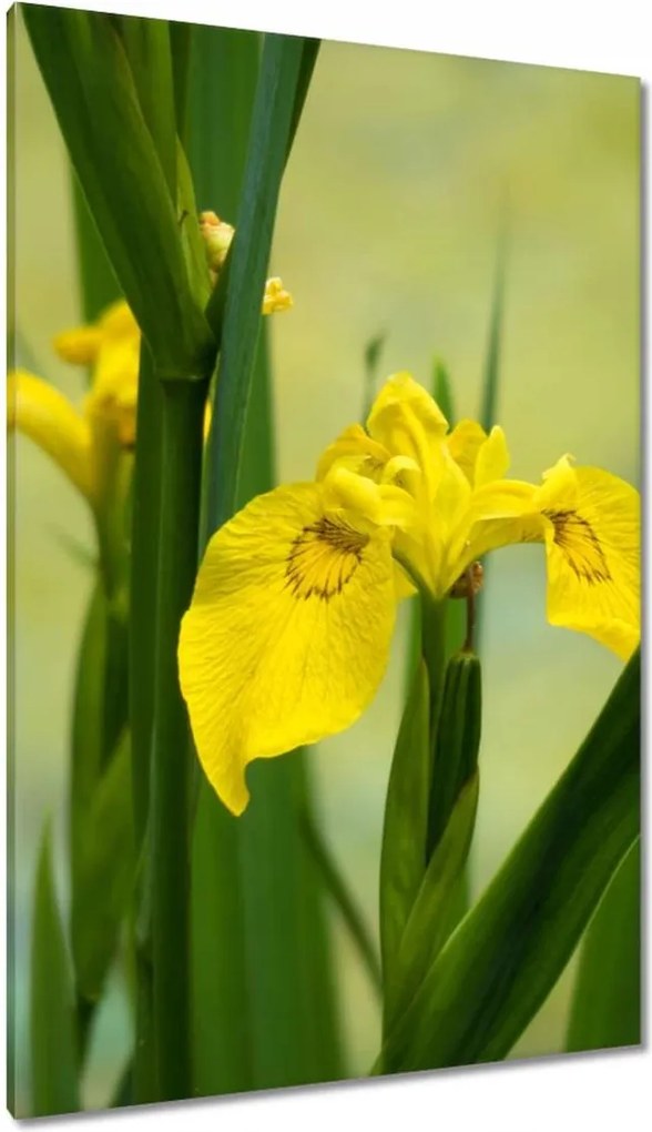 Vászonkép 80x120 Virágok