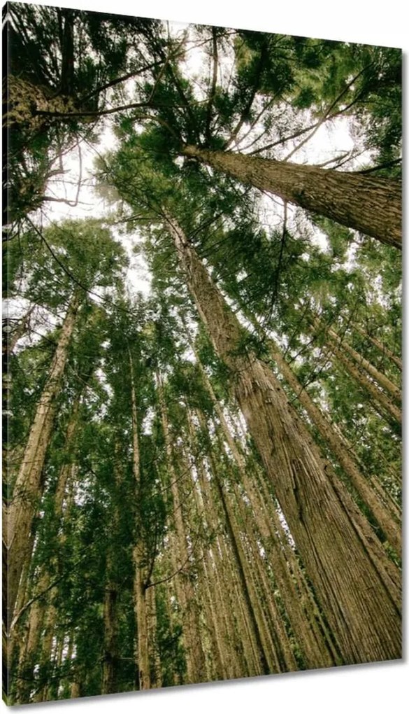 Festmények 80x120 Fák