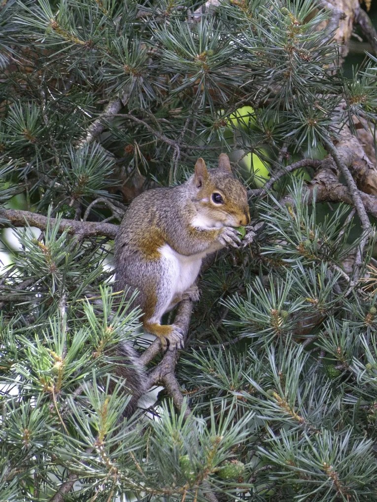 Poszter 60x80cm Mókus, Assaf Frank