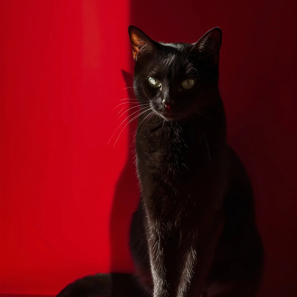 Poszter 60x60cm Elegancia az árnyékban