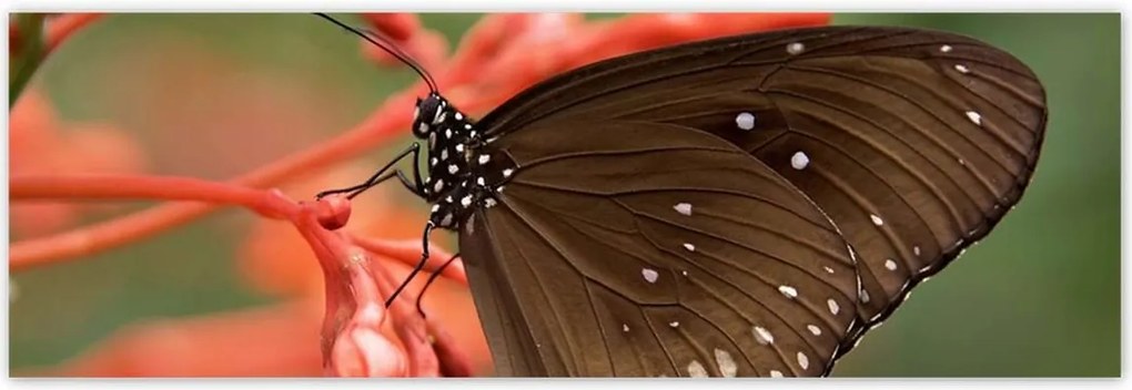 Poszterek 200x66 Barna pillangó