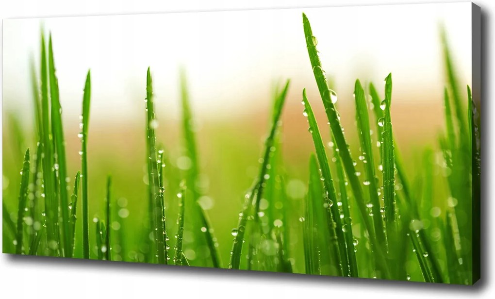 Fotótapéta nappaliba Fű 100x70 cm