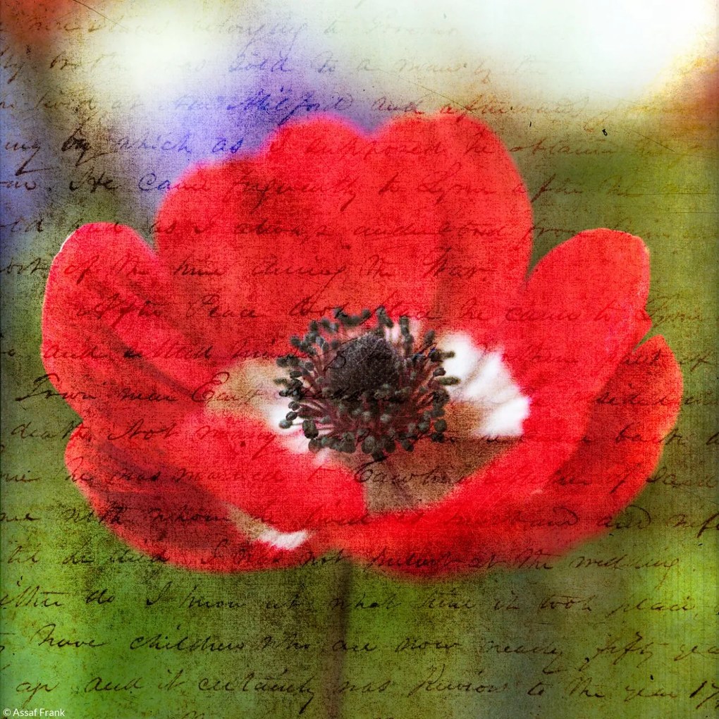 Poszter 20x20cm Színes anemon virágok a kertben, Assaf Frank