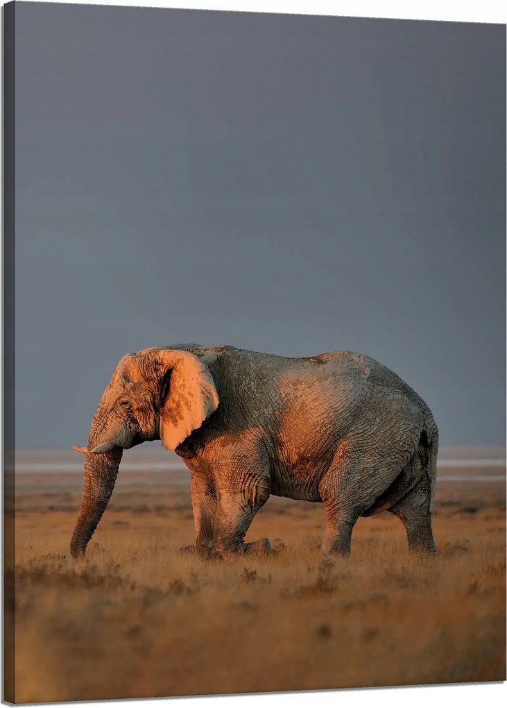 Vászonkép Elefánt szavanna Afrika Ég Fű 50x70 cm