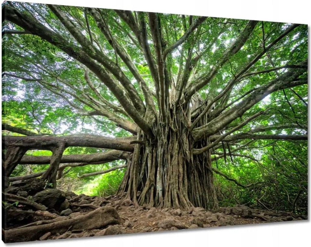 Vászonkép 100x70 Fa Fák Kilátás