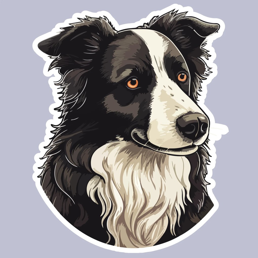 PIPPER. Matrica Border collie Méret: 60cm