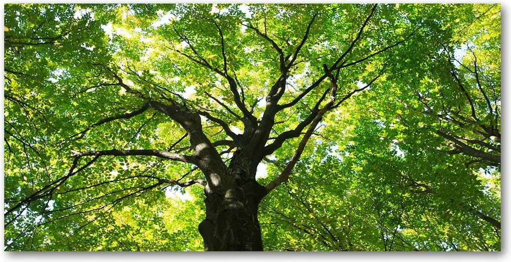 Fotó vászonkép edzett üveg Zöld erdő 140x70