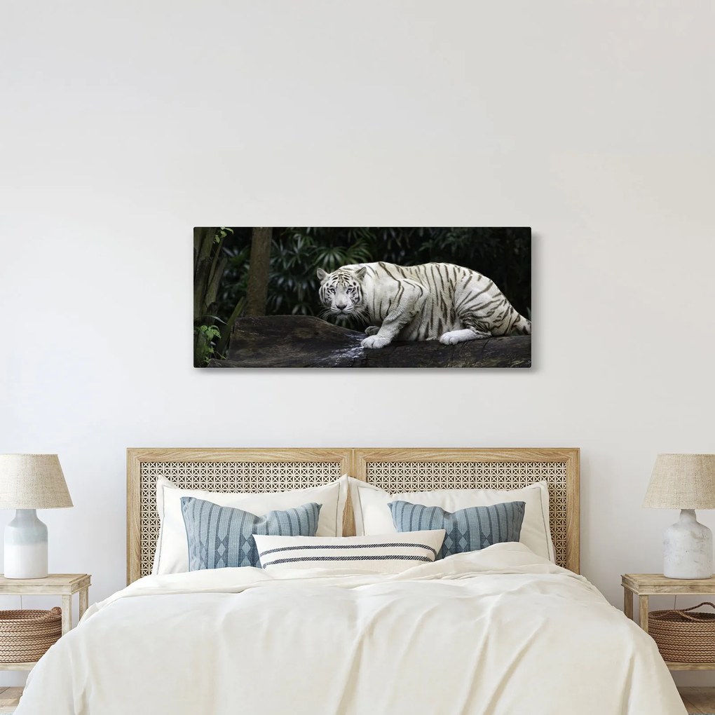Kép - albínó tigris (120x50 cm)