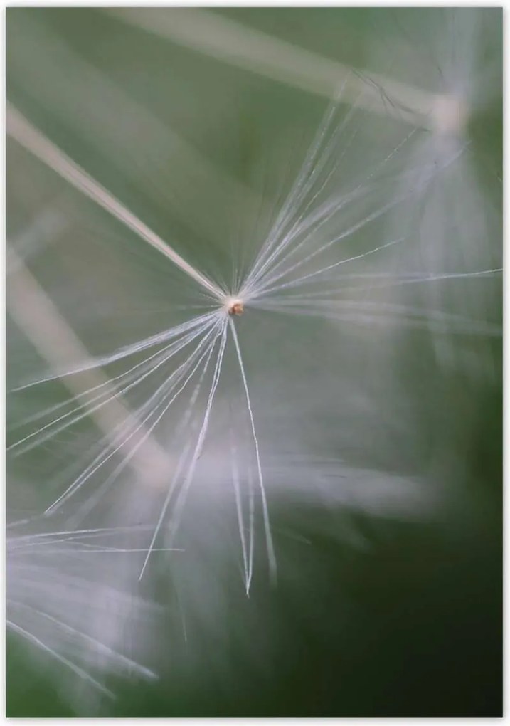 Poszterek 70x100 Pitypang Virág Virágok