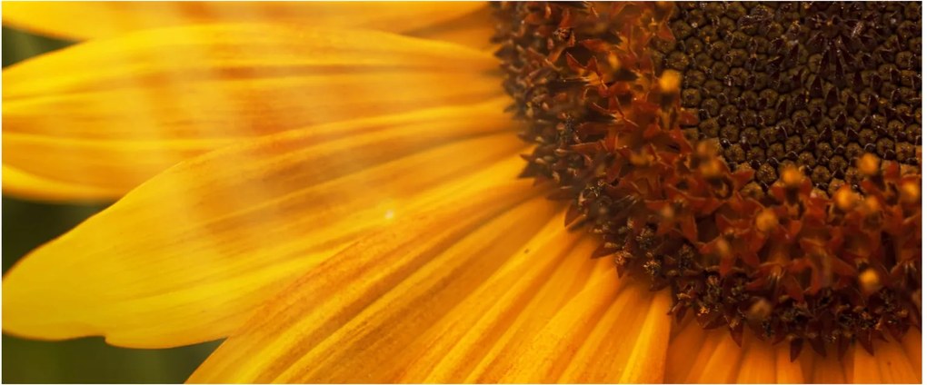 Kép - Napraforgók (120x50 cm)