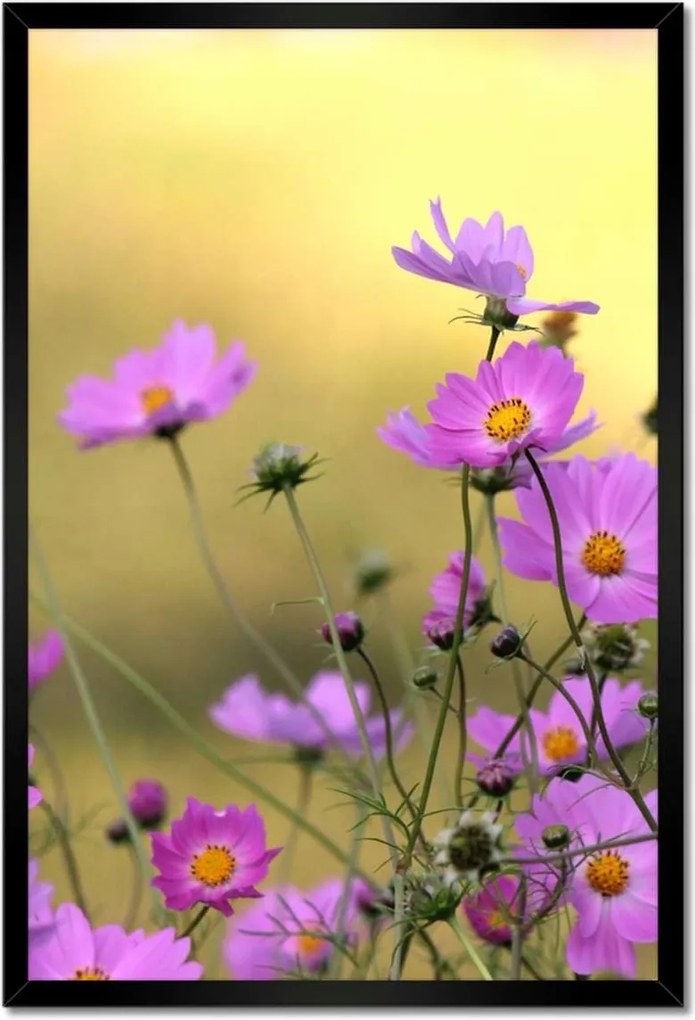 Poszterek keretben 40x60 Finom virágok a réten