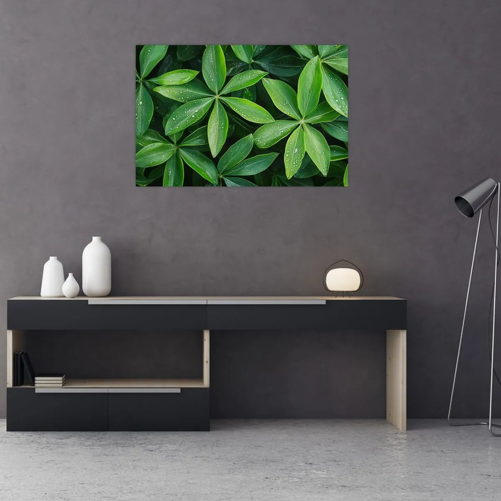 Kép - Levelek harmatcseppekkel (90x60 cm)