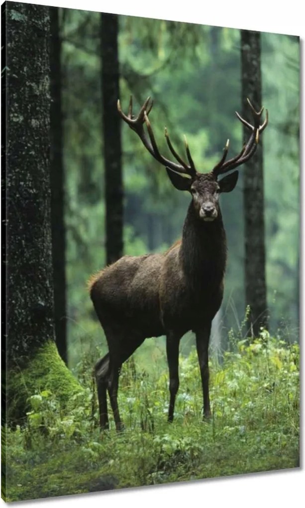 Vászonkép 70x100 Szarvas Erdő Tájkép