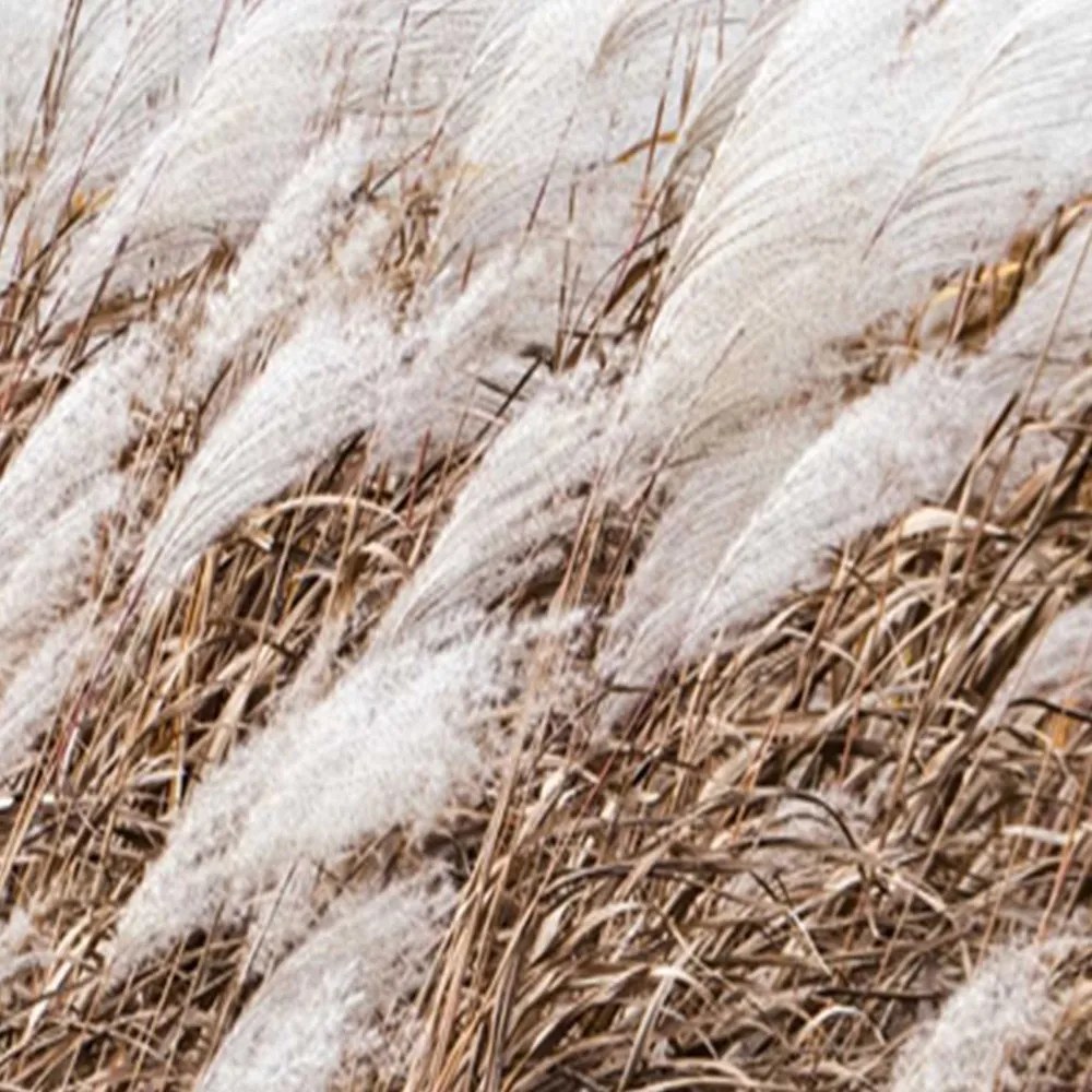 Gario Paraván Pampas grass Méret: 180 x 170 cm, Kivitelezés: Klasszikus paraván