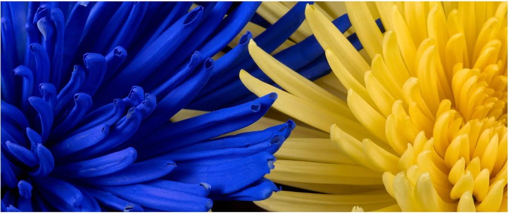 Kép - virág részlet (120x50 cm)