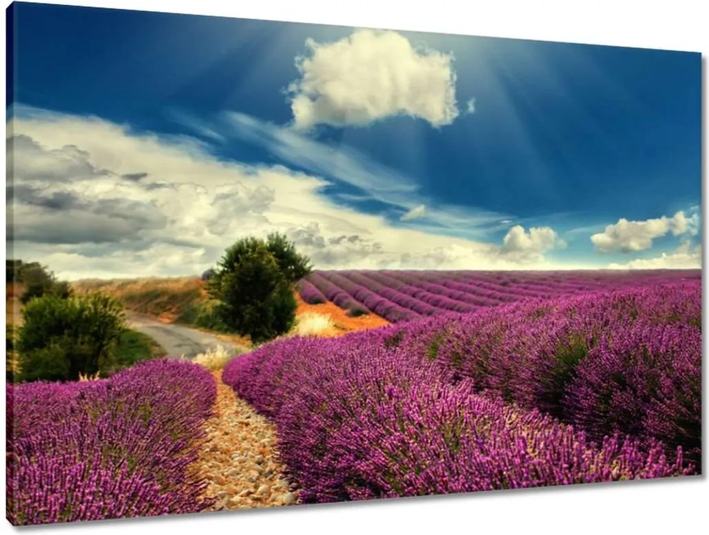 Vászonkép 90x60 Levendula tájkép
