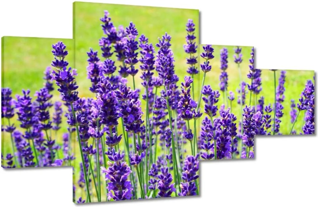Vászonkép 130x80 Levendula virágok