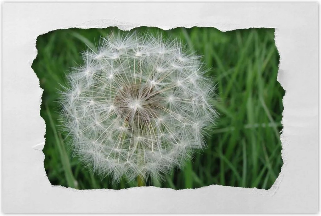 Poszterek 120x80 Pitypang Virág Virágok