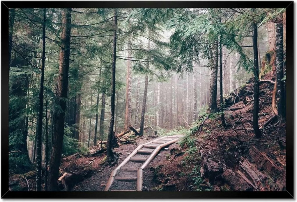 Poszterek keretben 60x40 Erdei ösvény