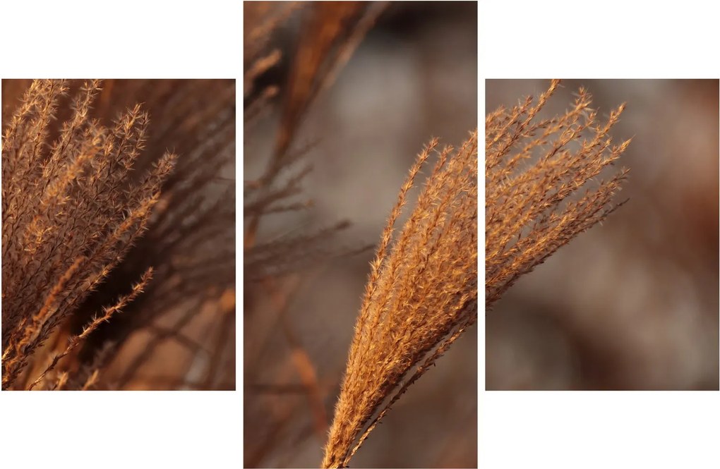 Kép - Cortaderia (90x60 cm)