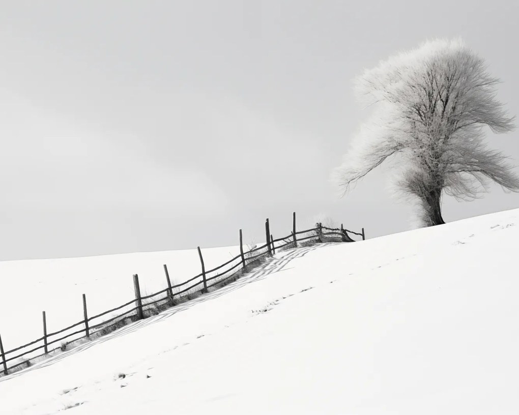 Poszter 50x40cm Magány a tél a kerítésnél
