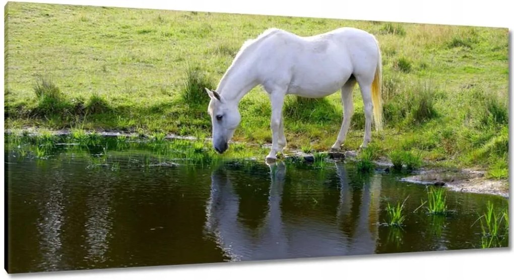Vászonkép 115x55 Fehér ló
