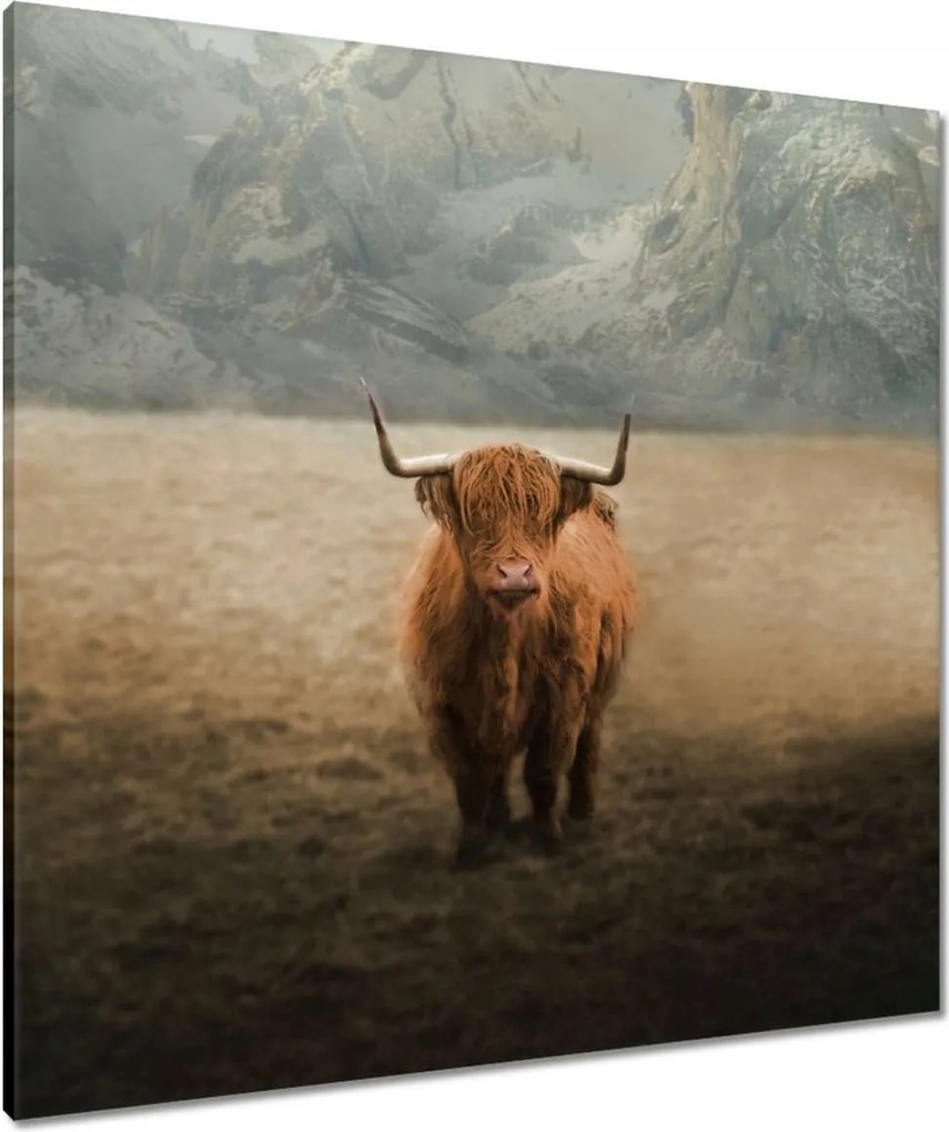 Vászonkép 80x80 Mint szarvasmarhák Szarvak