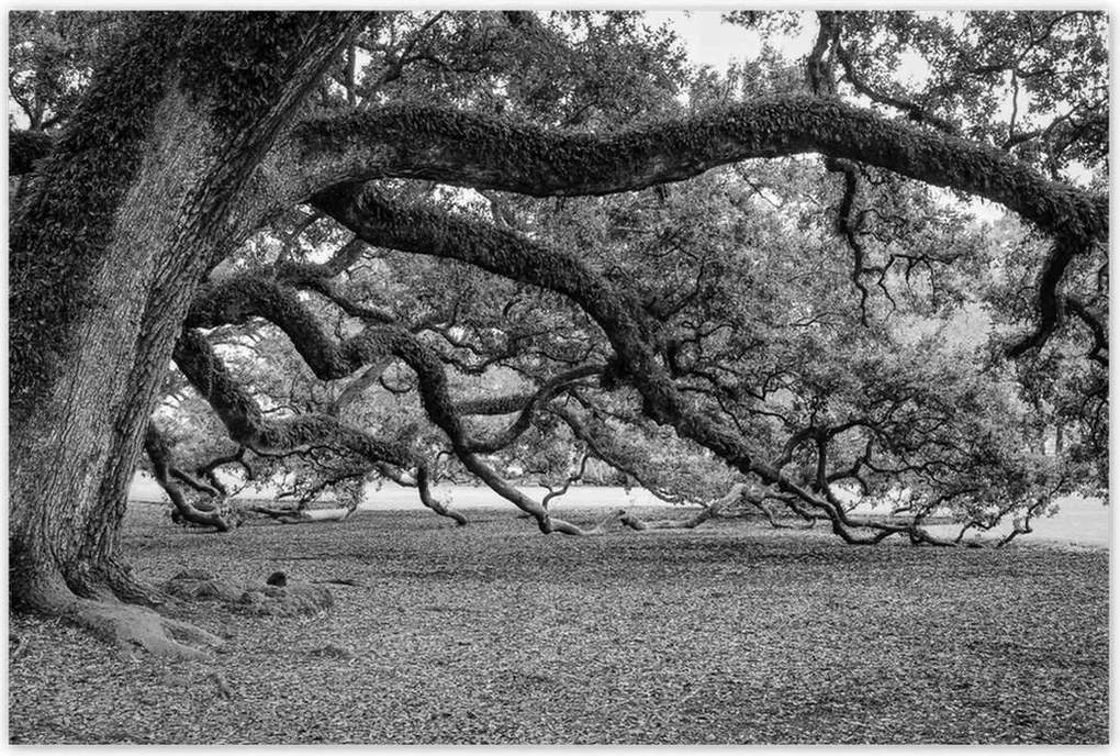 Poszterek 120x80 Erőteljes tölgyek