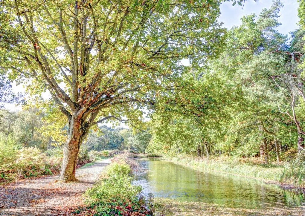 Poszter 84x59,5cm Ösvény a csatorna felett az erdőben, Assaf Frank