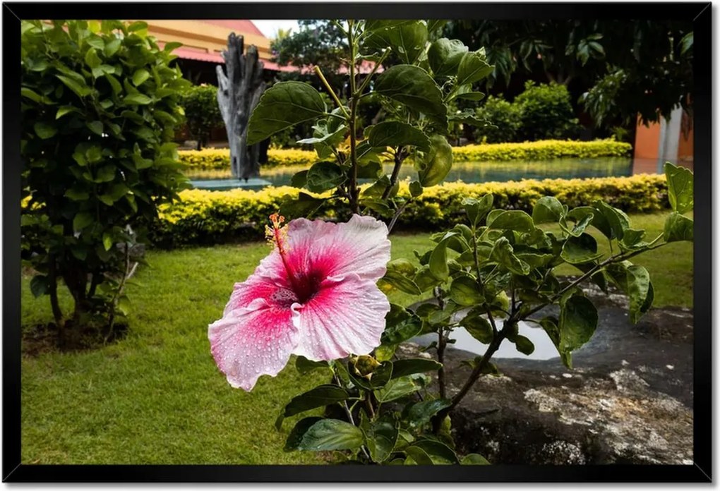 Poszterek keretben 60x40 Virágok