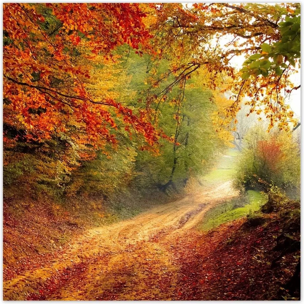 Poszterek 100x100 Út az erdőben ősz