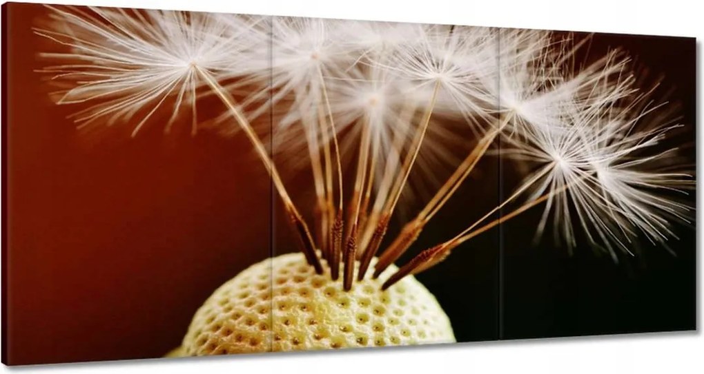 Vászonkép 180x90 Pitypang Virág Virágok