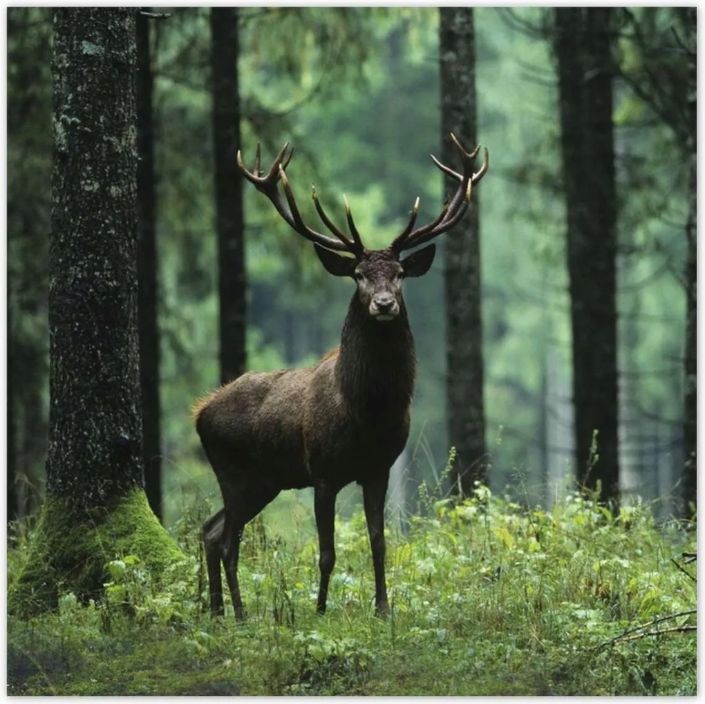 Poszterek 70x70 Szarvas Erdő Tájkép