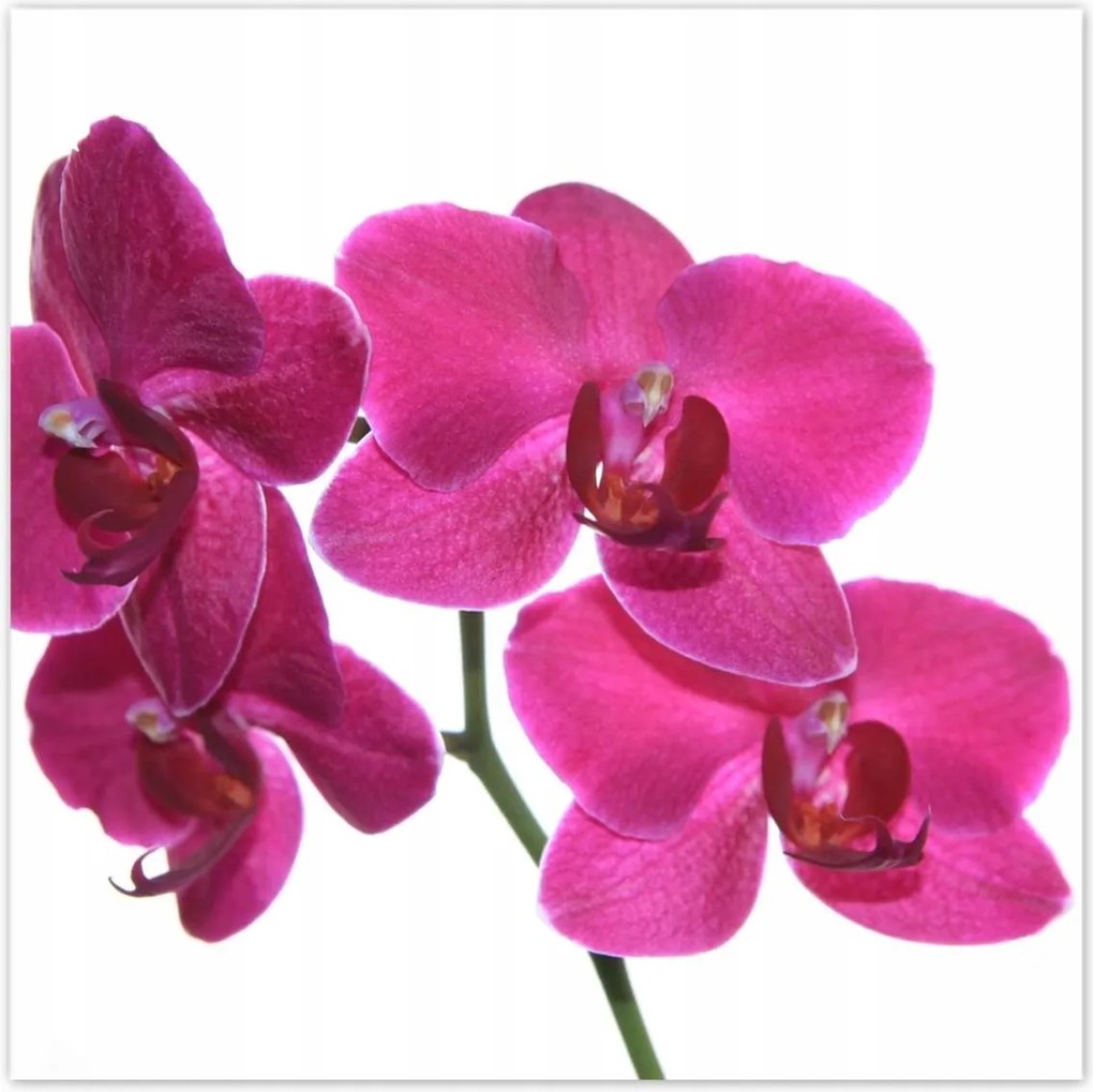 Poszterek 100x100 Lila orchidea