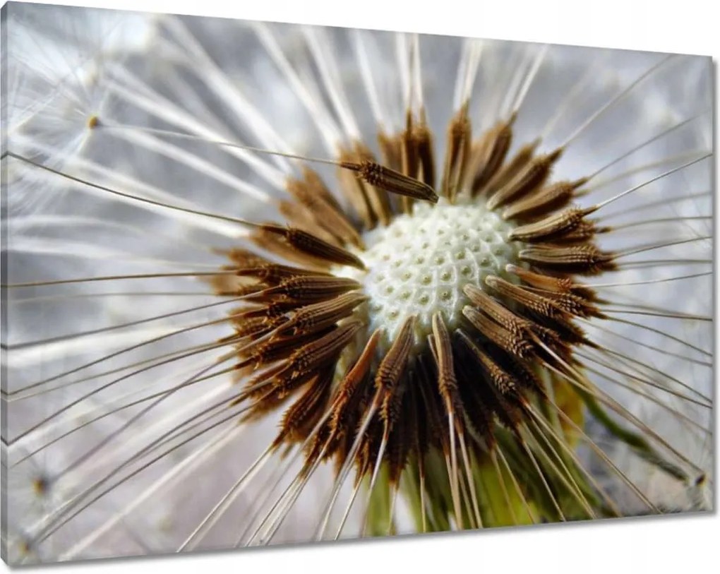 Vászonkép 100x70 Pitypang Virág Virágok