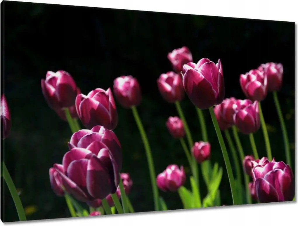 Képek 120x80 Lila tulipán