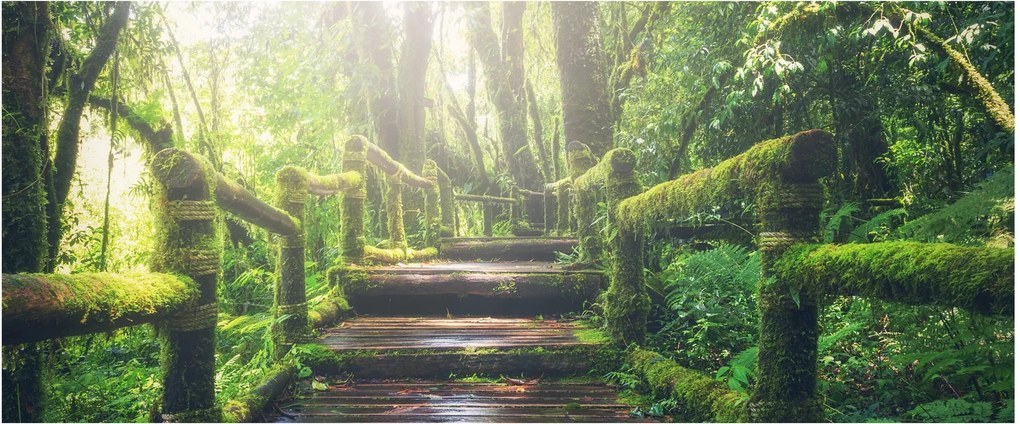 Kép - falépcsők az erdőben (120x50 cm)