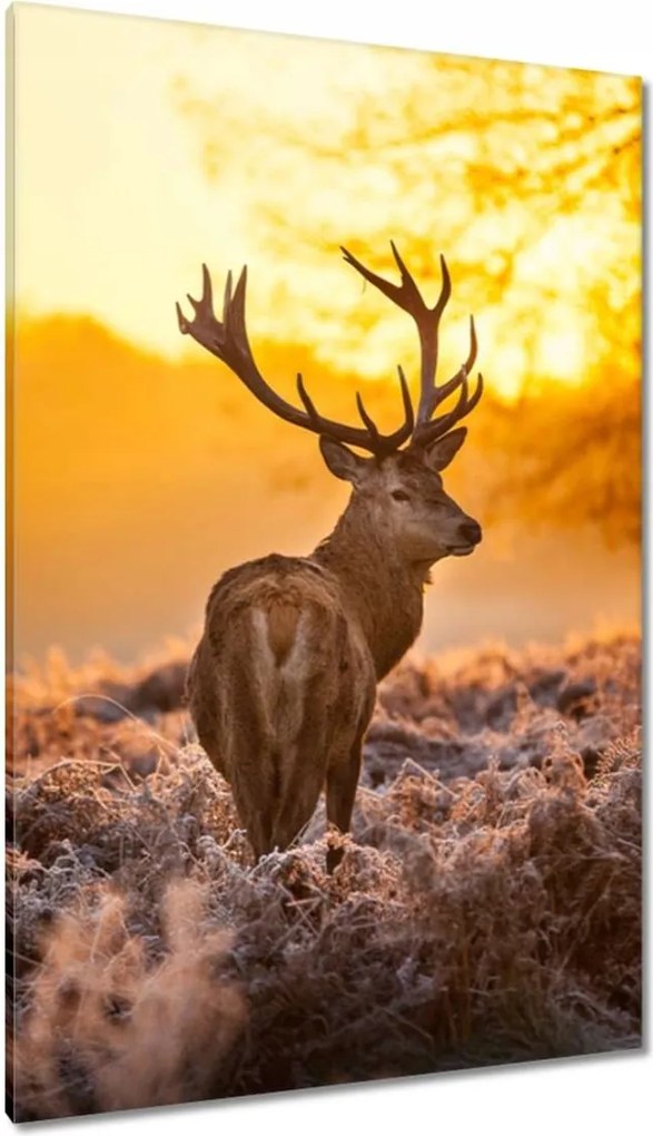 Vászonkép 80x120 Szarvas napfelkeltekor