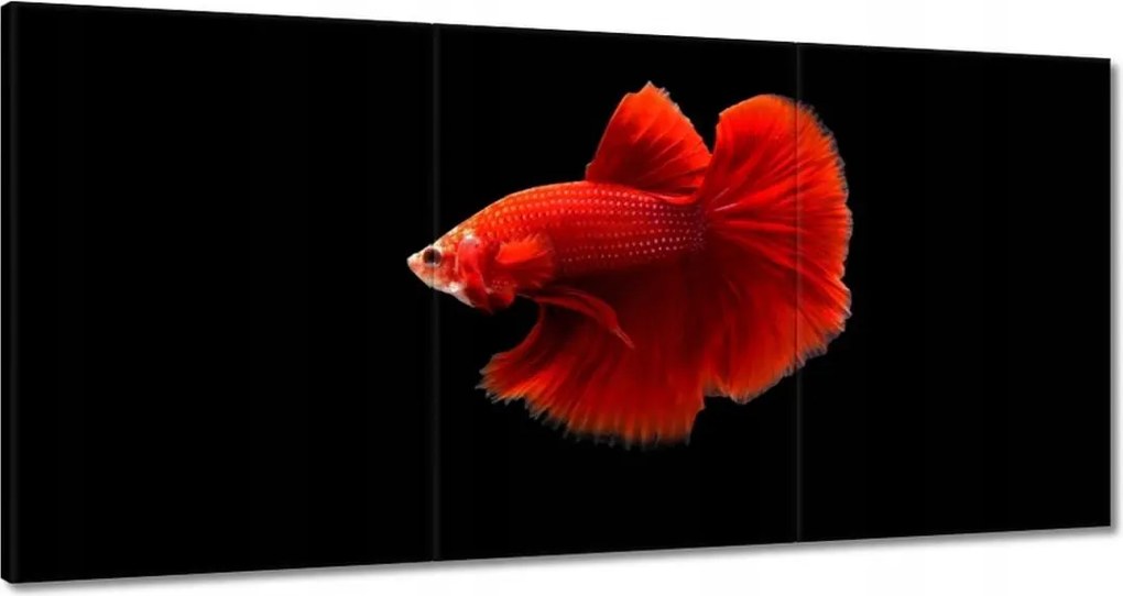 Vászonkép 180x90 Piros harcos hal